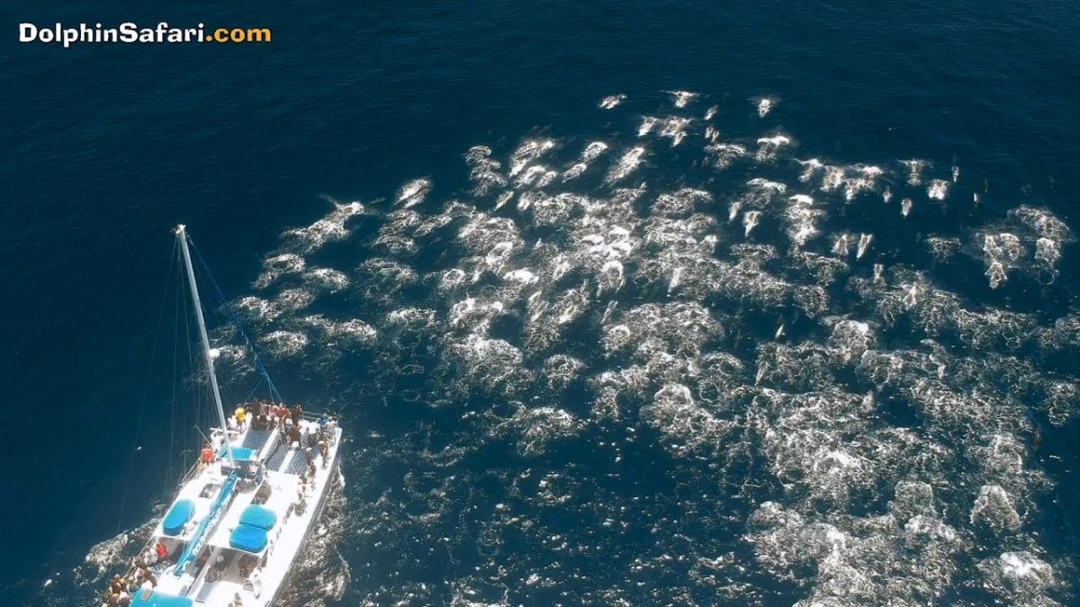 圧巻！イルカの大群を奇跡的にドローンで撮影した映像が素晴らしい！